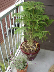 What To Do With A Norfolk Pine That Is Too Large