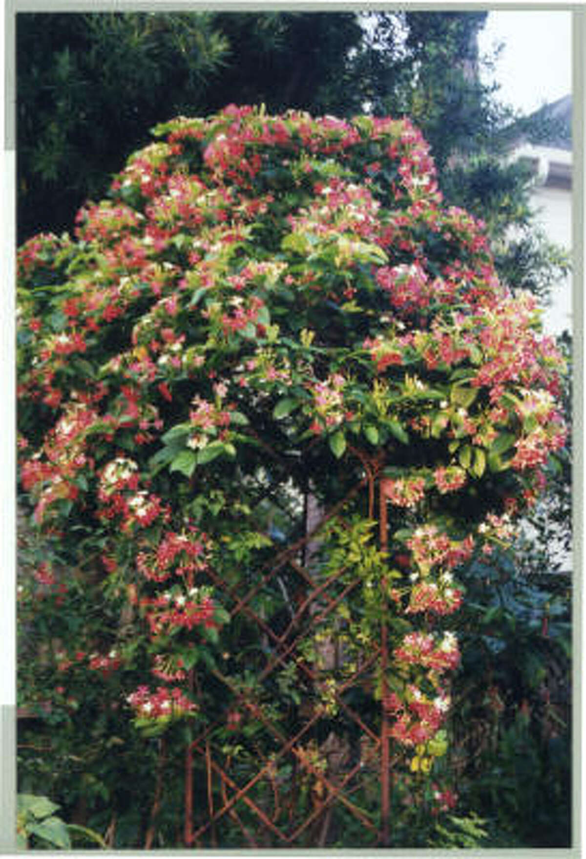 Vines for your arbor