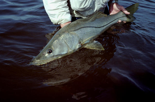 Texas is one of only two states boasting of snook