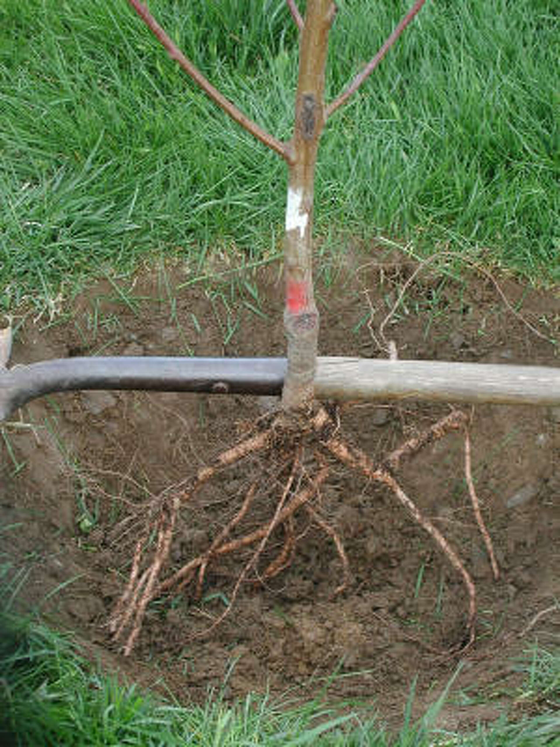 Es hora de plantar árboles: ¿Estás listo?Es hora de plantar árboles: ¿Estás listo?  