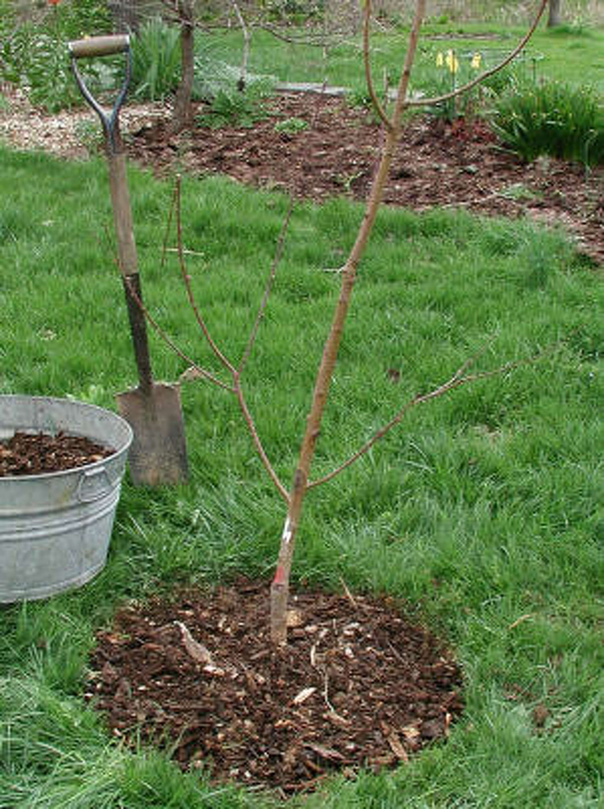 Es hora de plantar árboles: ¿Estás listo?Es hora de plantar árboles: ¿Estás listo?  