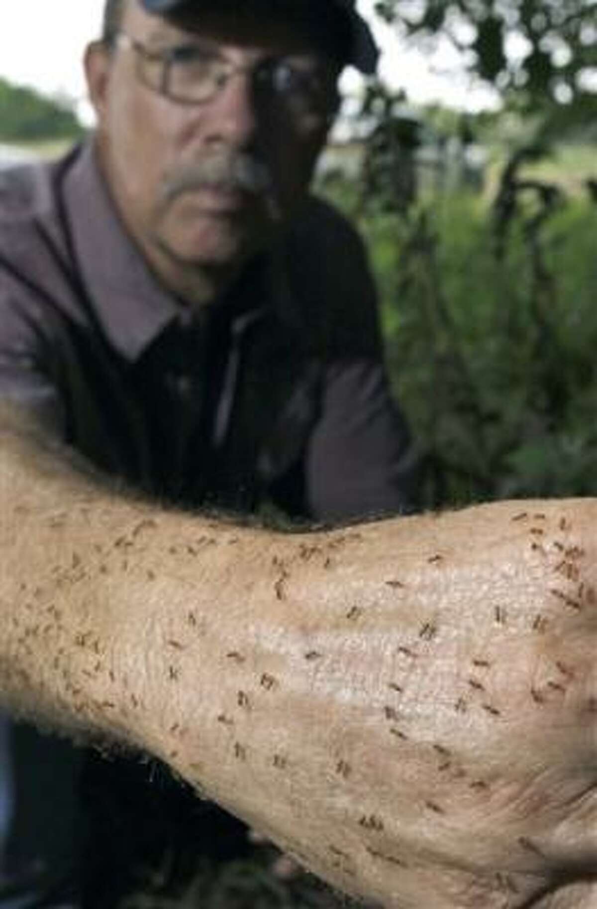 Tom Rasberry, an exterminator, lets "crazy rasberry ants," named after him, crawl on his arm in Deer Park.