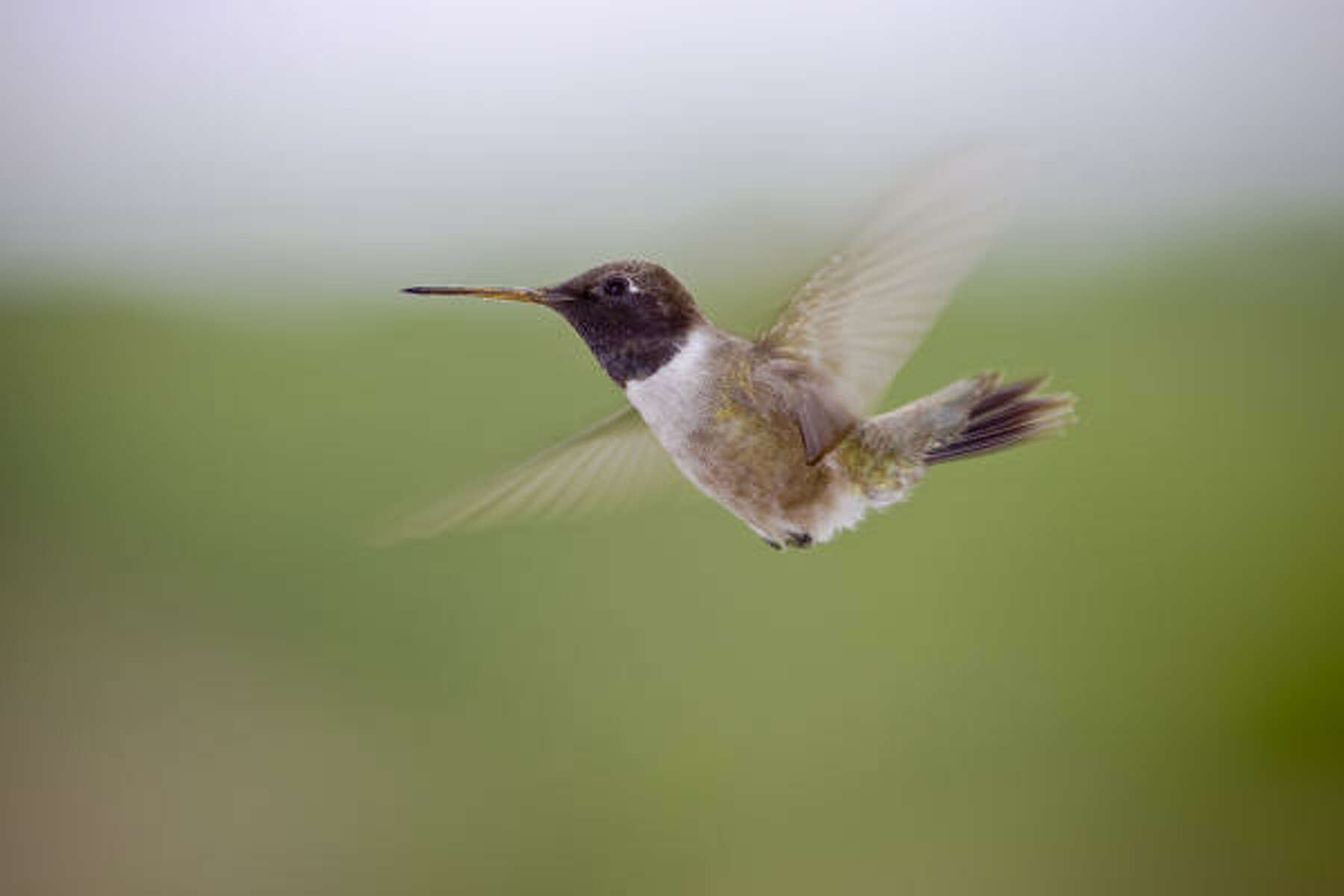 Black Chinned Hummingbirds In Their Flyby