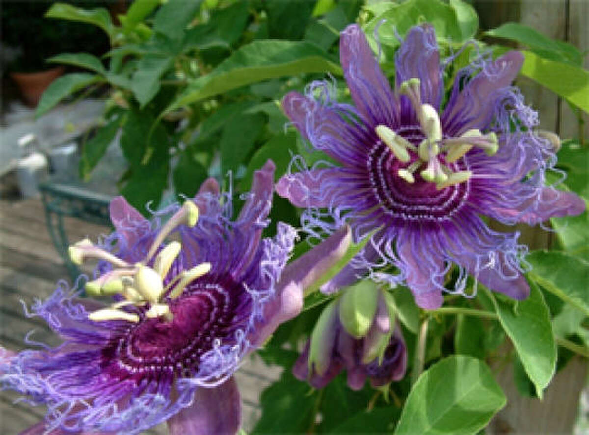 These blooming plants can take the heat all summer