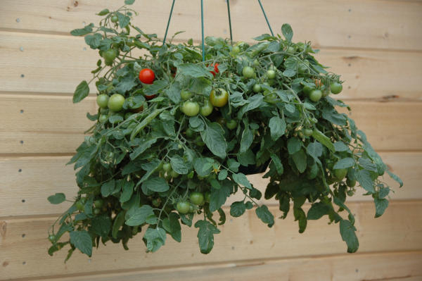 Ready for spring veggie gardening?