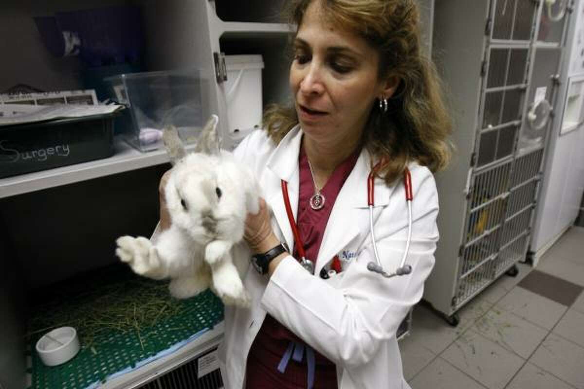 Dr. Natalie Antinoff recently treated Dora the rabbit for complications after being spayed.