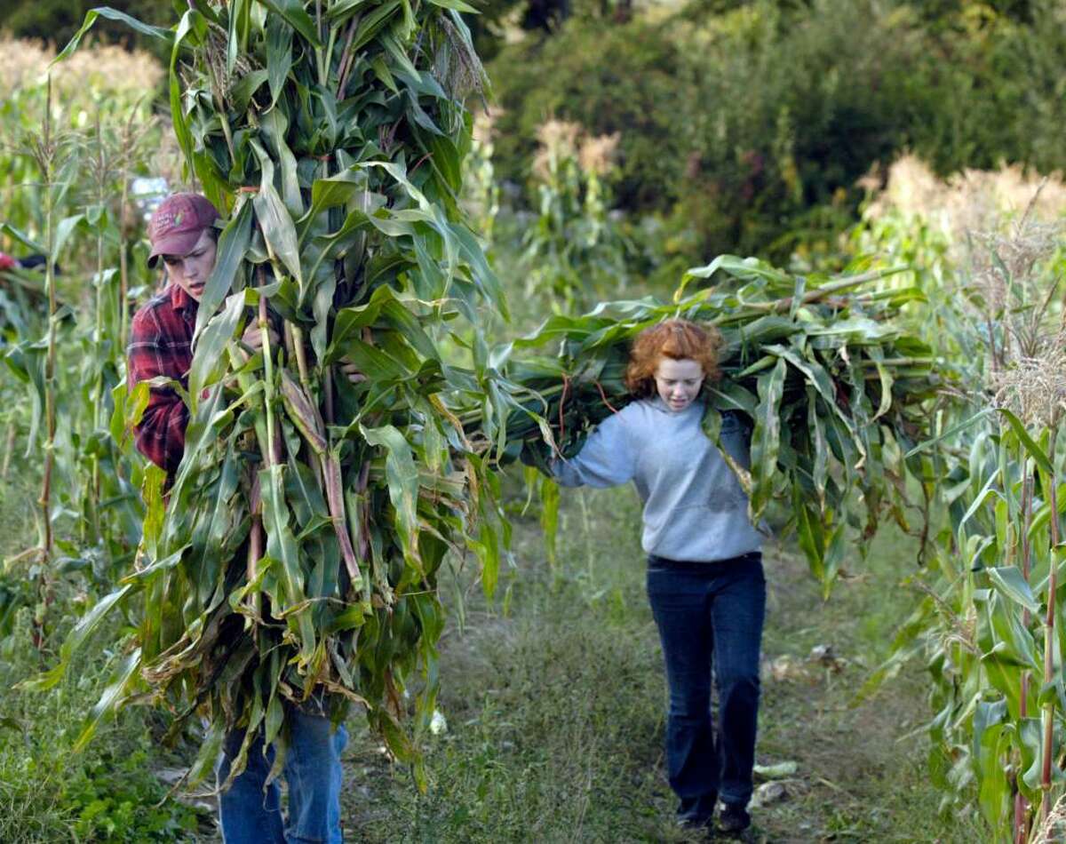 Corn harvest a family tradition