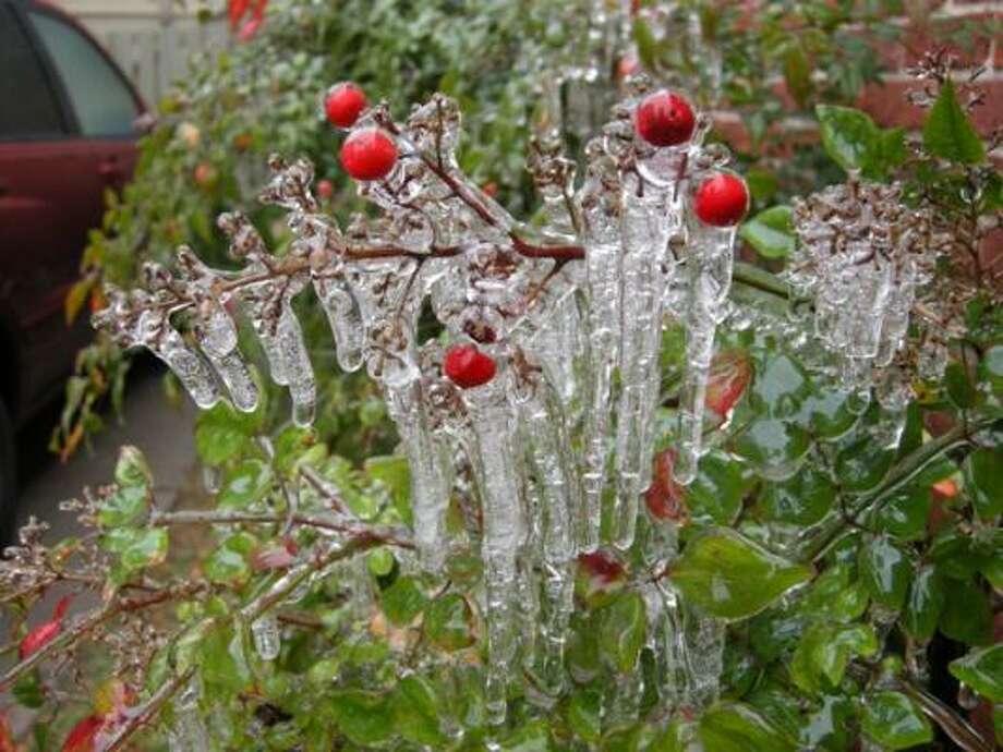 Plants may survive the deep freeze Houston Chronicle