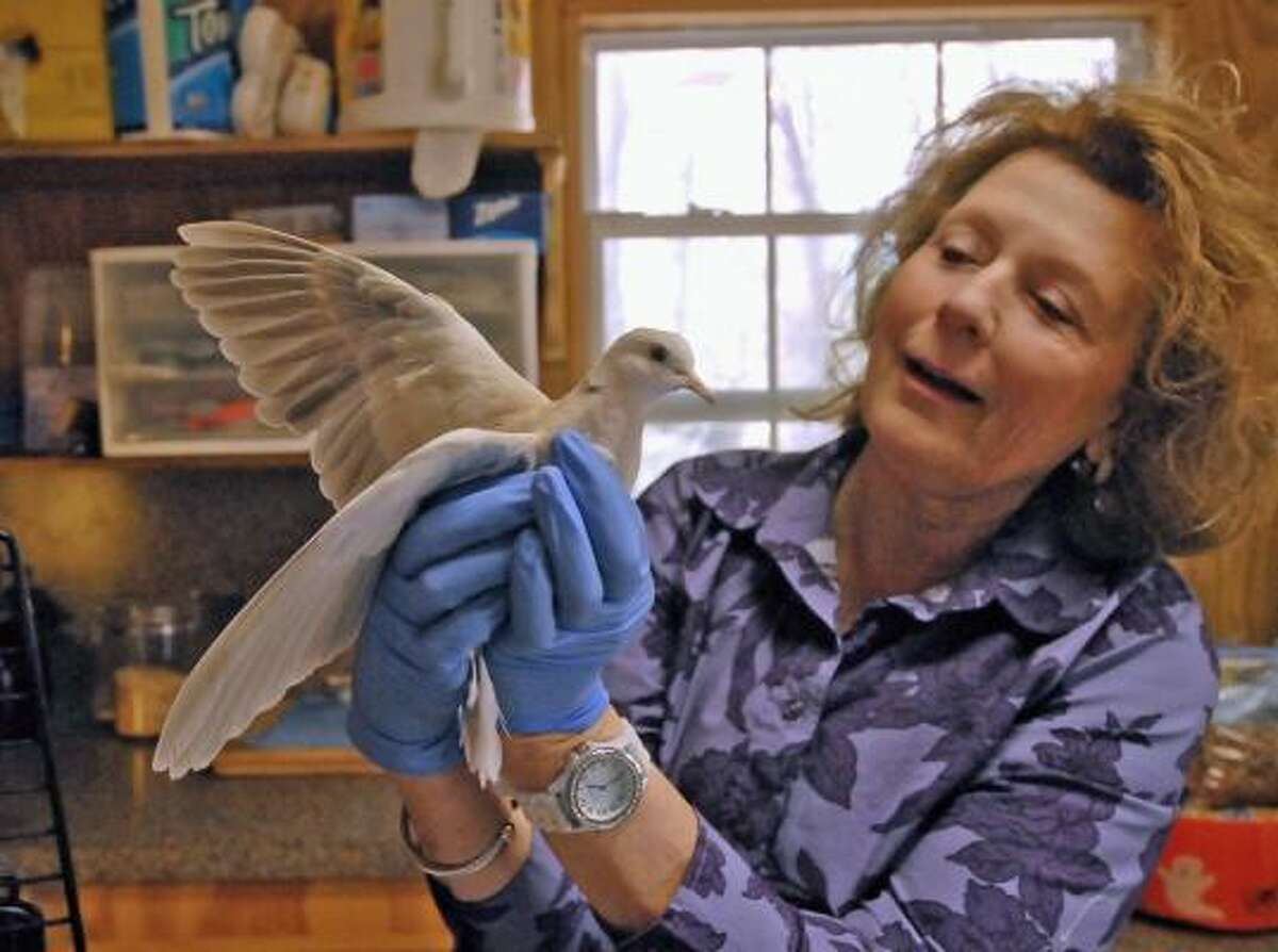 Janette Winkelmann checks on a white ring neck dove she is rescuing at her property in Magnolia as a volunteer wildlife rehabber with Friends of Texas Wildlife. Photo by Tony Bullard.
