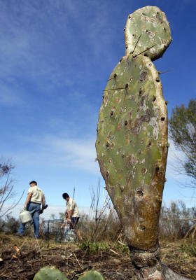 Scientists Worry Cactus Moth Will Turn Up In Texas