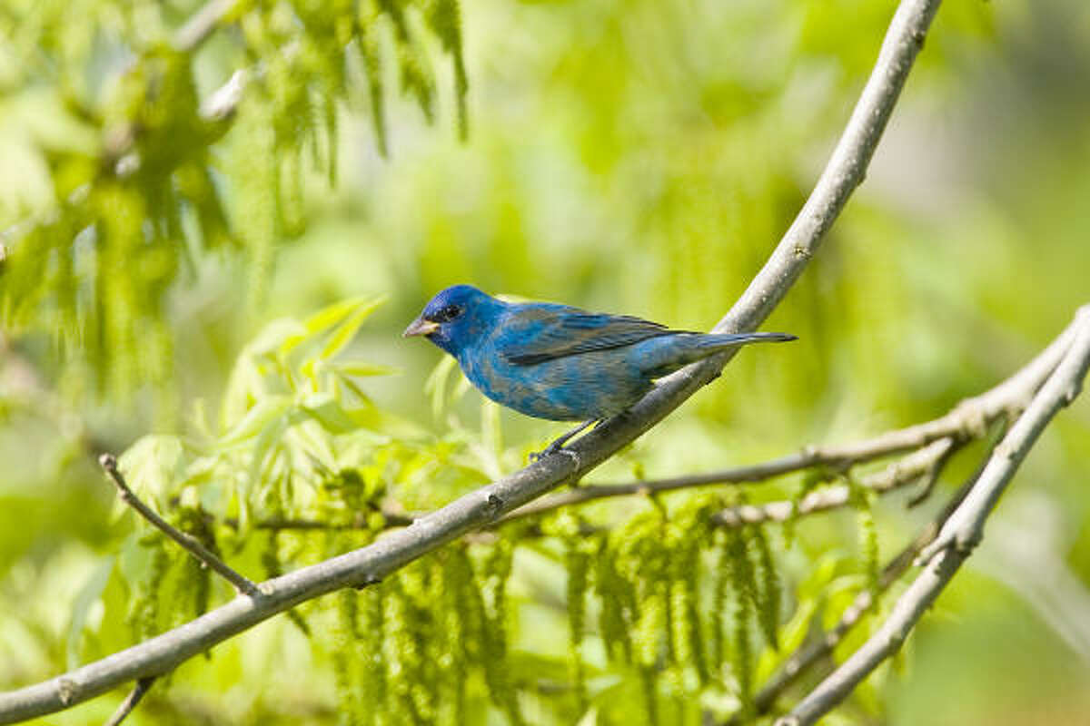 Indigo buntings' color is one of nature's tricks
