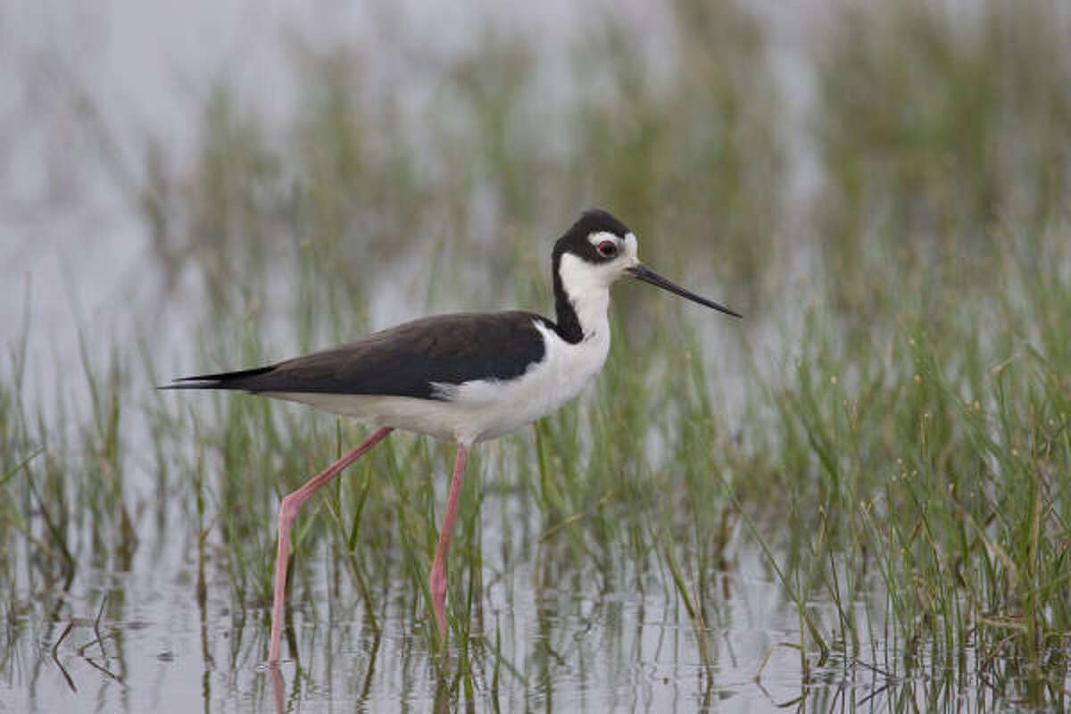 Anahuac a refuge from the storm