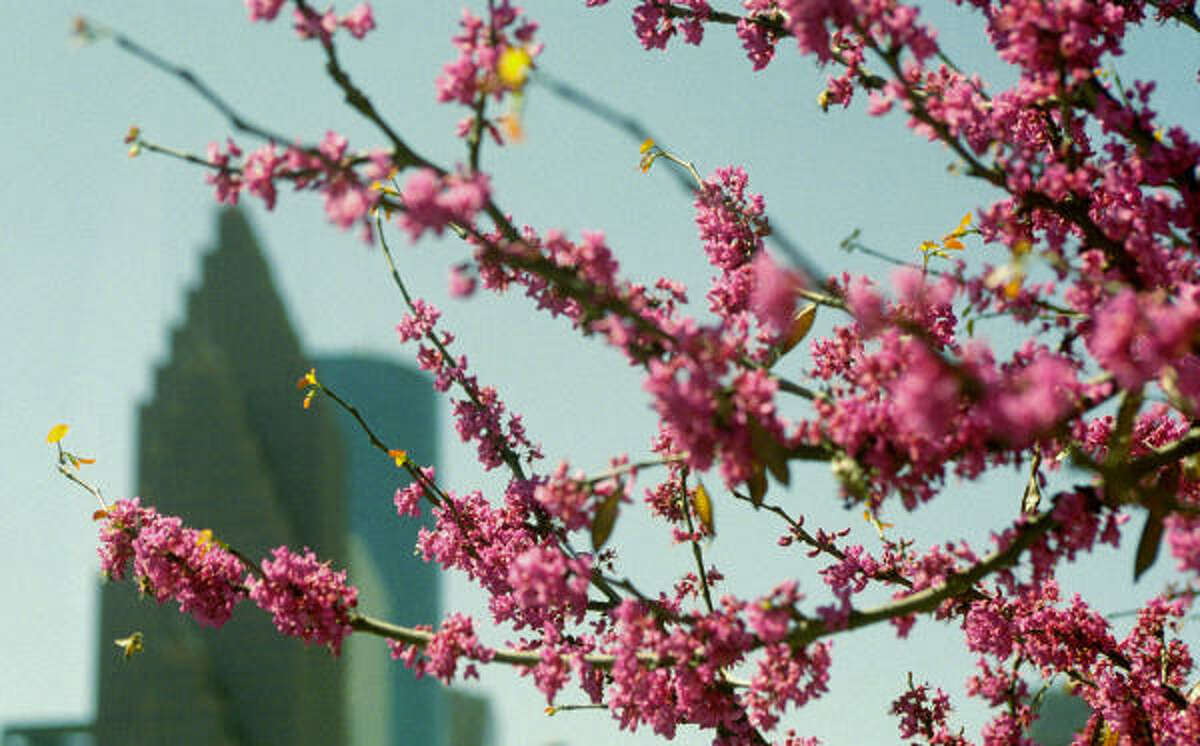 A redbud tree flowers in front of the downtown post office in March 2003.. Redbuds blossom in early spring, becoming covered in pink or purple buds before the leaves appear.