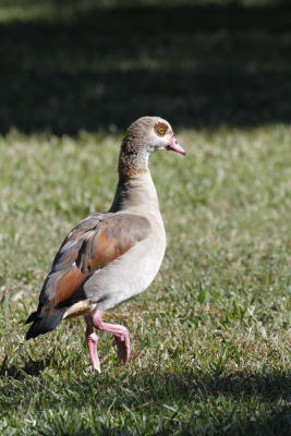 Tompkins: Variety spicing up shoots for waterfowlers