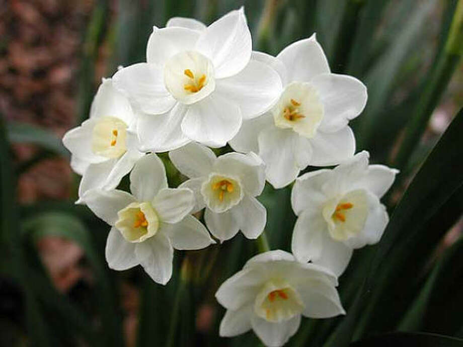 Transplanted paperwhites, amaryllis a disappointment Houston Chronicle