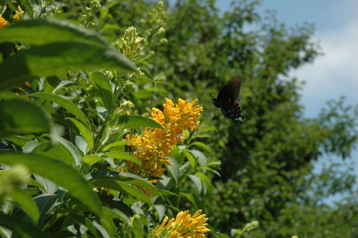 Butterfly host plants bring life to the garden