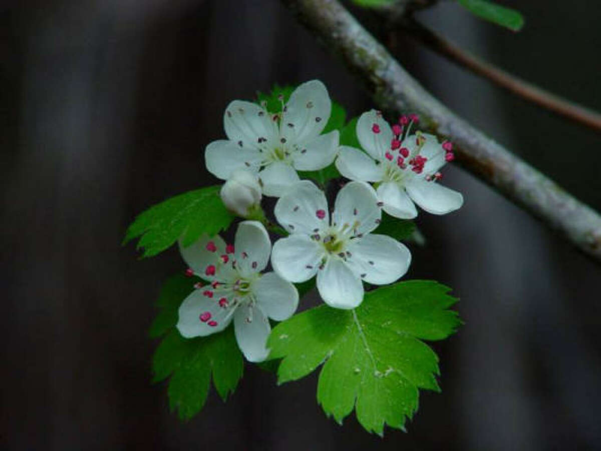 Parsley hawthorn: This tree provides year-round interest: white spring flowers, parsley-shaped bright green foliage and fall color. Give it partial sun, and it will even grow in gumbo. This is a good one. 10 great small trees for Arbor Day | How to plant a tree | Browse trees in the database | 10 great fast-growing Houston trees | Submit your garden photos | Houston Plant Database | HoustonGrows.com