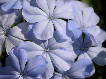 How do I know if freeze killed my plumbago?