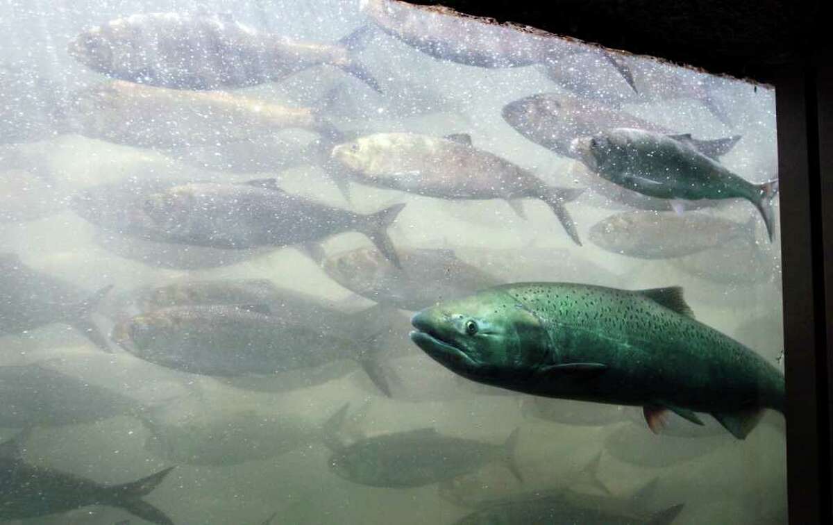 UMATILLA, OREGON - JUNE 7: A chinook salmon, along with a school of shad, pass through the viewing room at McNary Lock and Dam on the Columbia River, June 7, 2005 near Umatilla, Oregon. In late May 2005, a federal judge in Portland, Oregon rejected the Bush administration's $6 billion plan to improve dams on the lower Snake River and Columbia River ruling it failed to protect threatened and endangered salmon under the Endangered Species Act. An estimated 53,000 chinook salmon have passed through the two fish ladders at McNary to date in 2005.