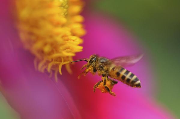 Which flowers will attract pollinators to my veggies?