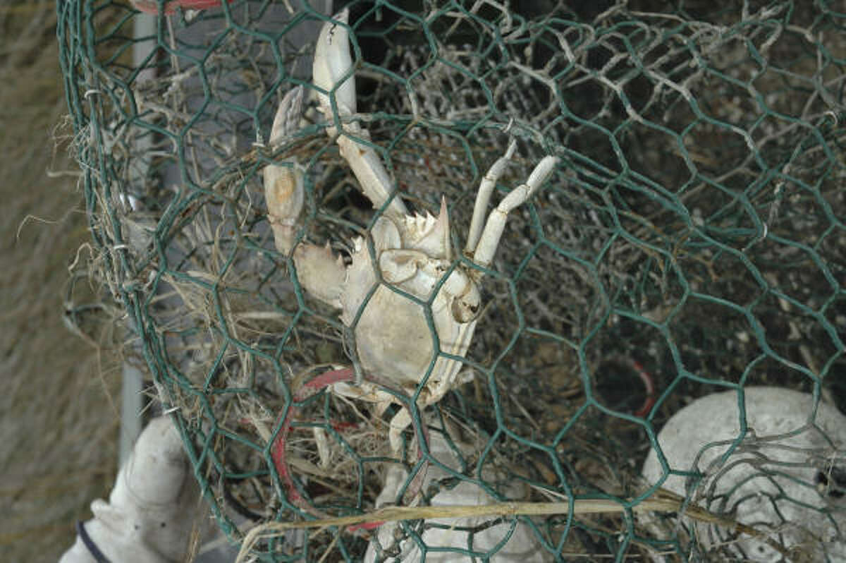 The state's annual abandoned crab trap removal program begins Friday and runs through the end of February. For more information, go to tpwd.state.tx.us.