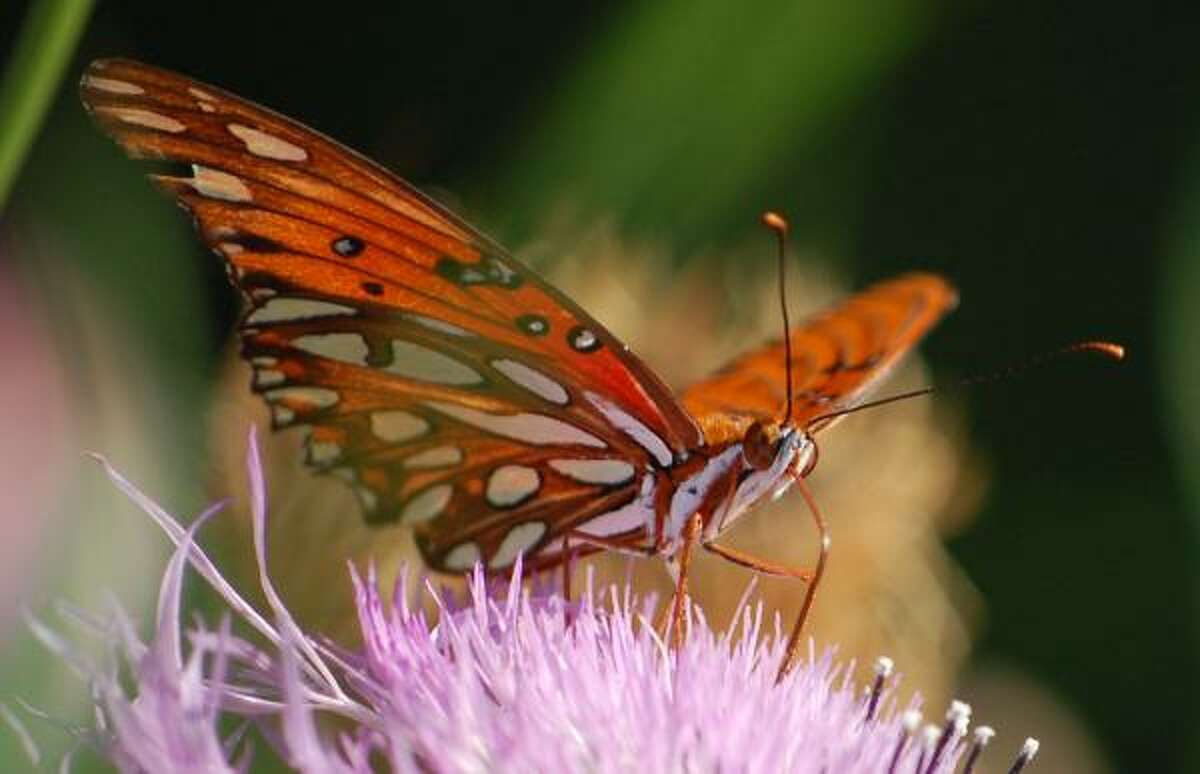 A Gulf Coast fritillary rests on a basketflower at West 11th Street Park.