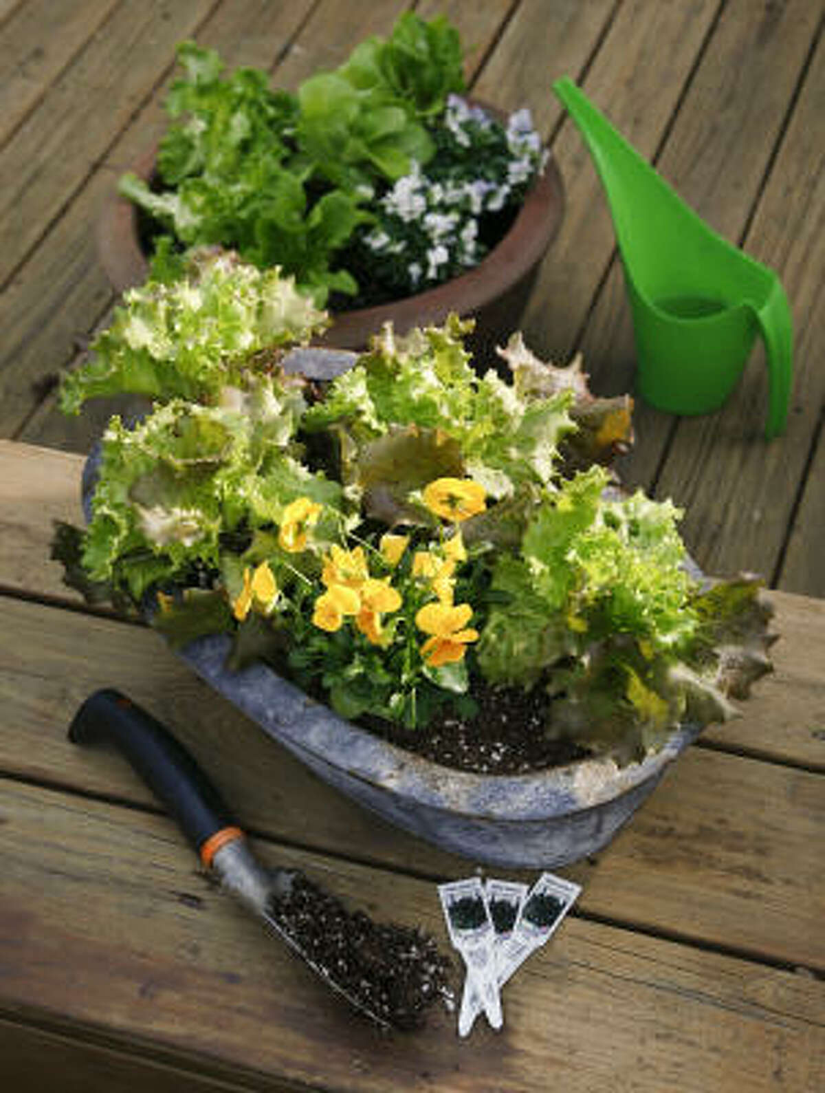 Potted lettuce loves full sun. Mix it with edible ornamentals such as violas.