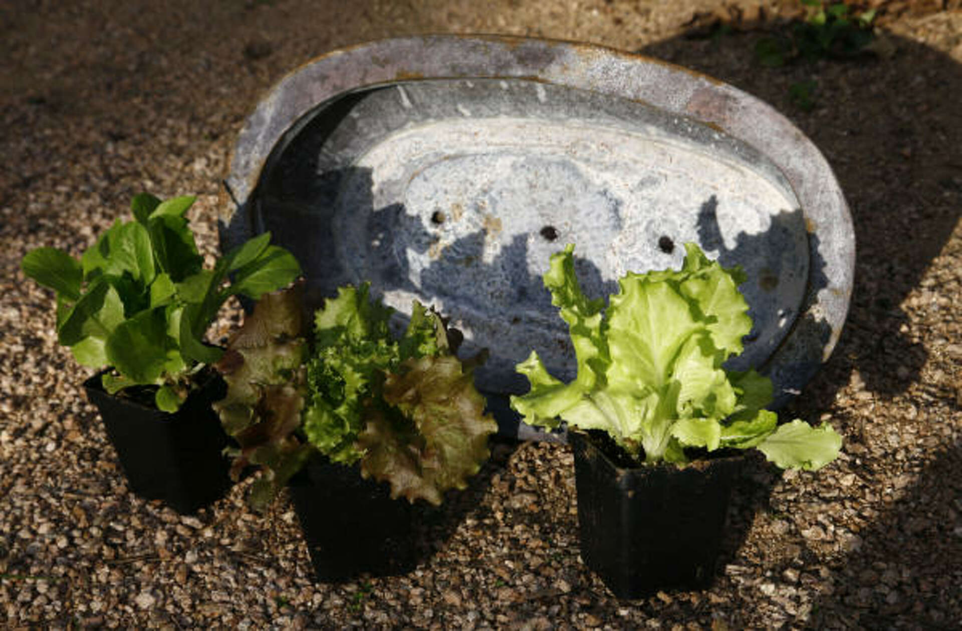 Salad bowls: Grow lettuce in containers