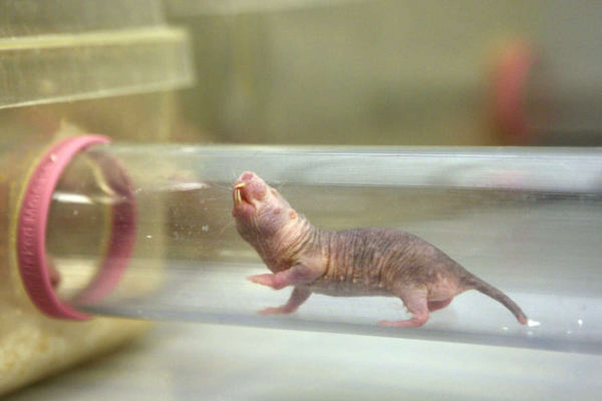 Researchers sad at passing of Old Man, a naked mole rat