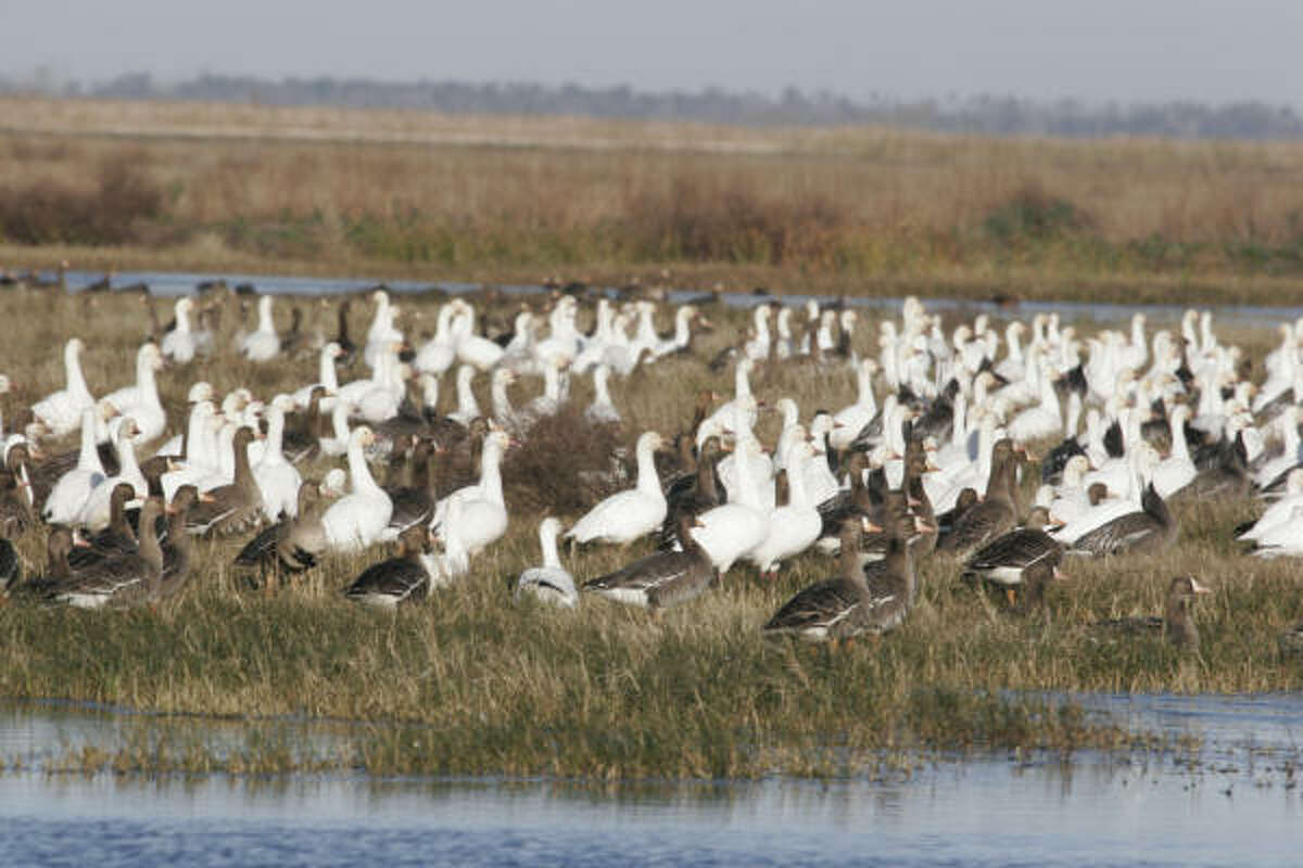 Tompkins: Tough Time For Texas' Goose Hunters