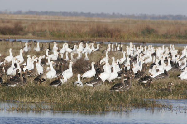 Tompkins: Tough time for Texas' goose hunters