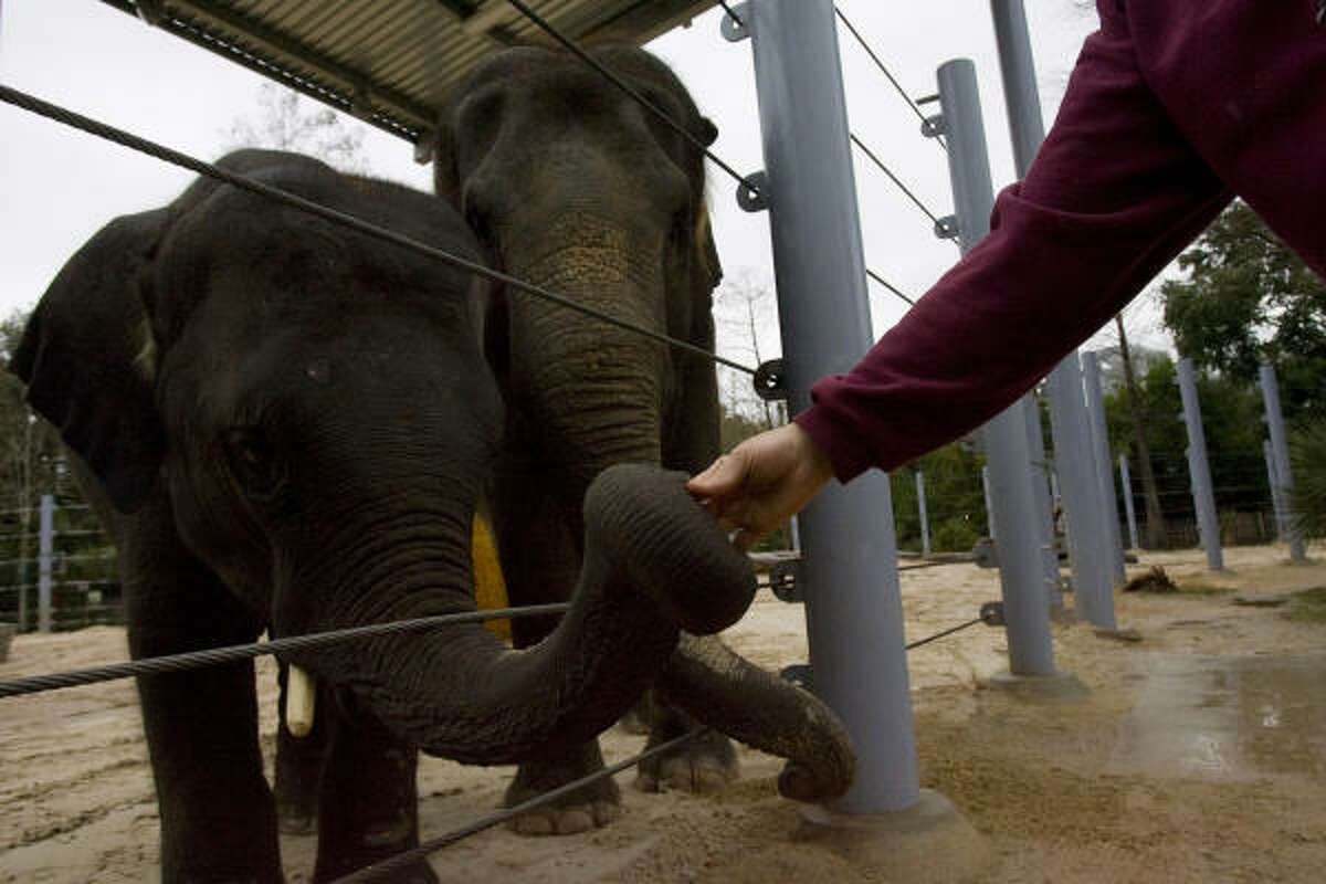 Houston pregnant elephant must drop 500 pounds for safe delivery
