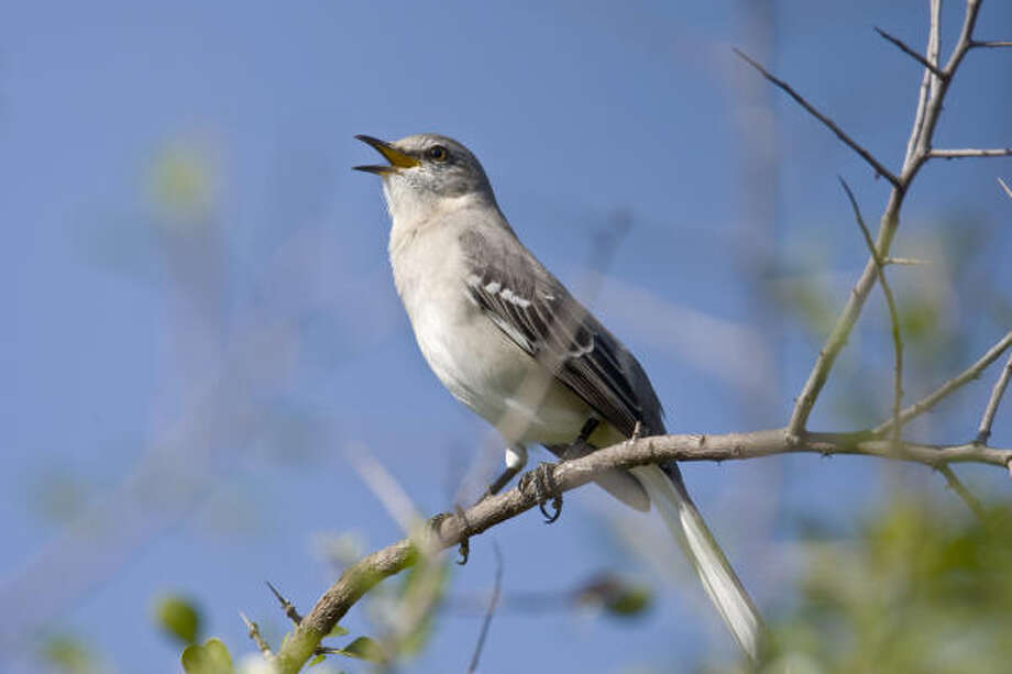 Birds' cheery songs send all kinds of messages Houston Chronicle