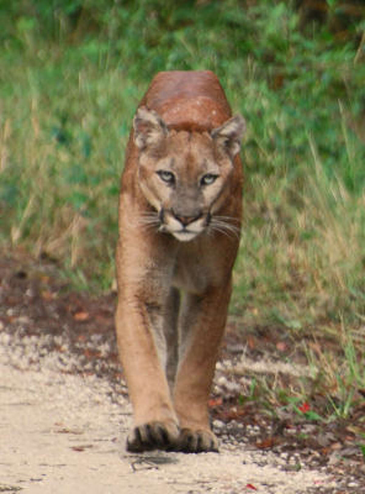 Adorable Florida Panther Kitten Nursed Back To Health Youtube