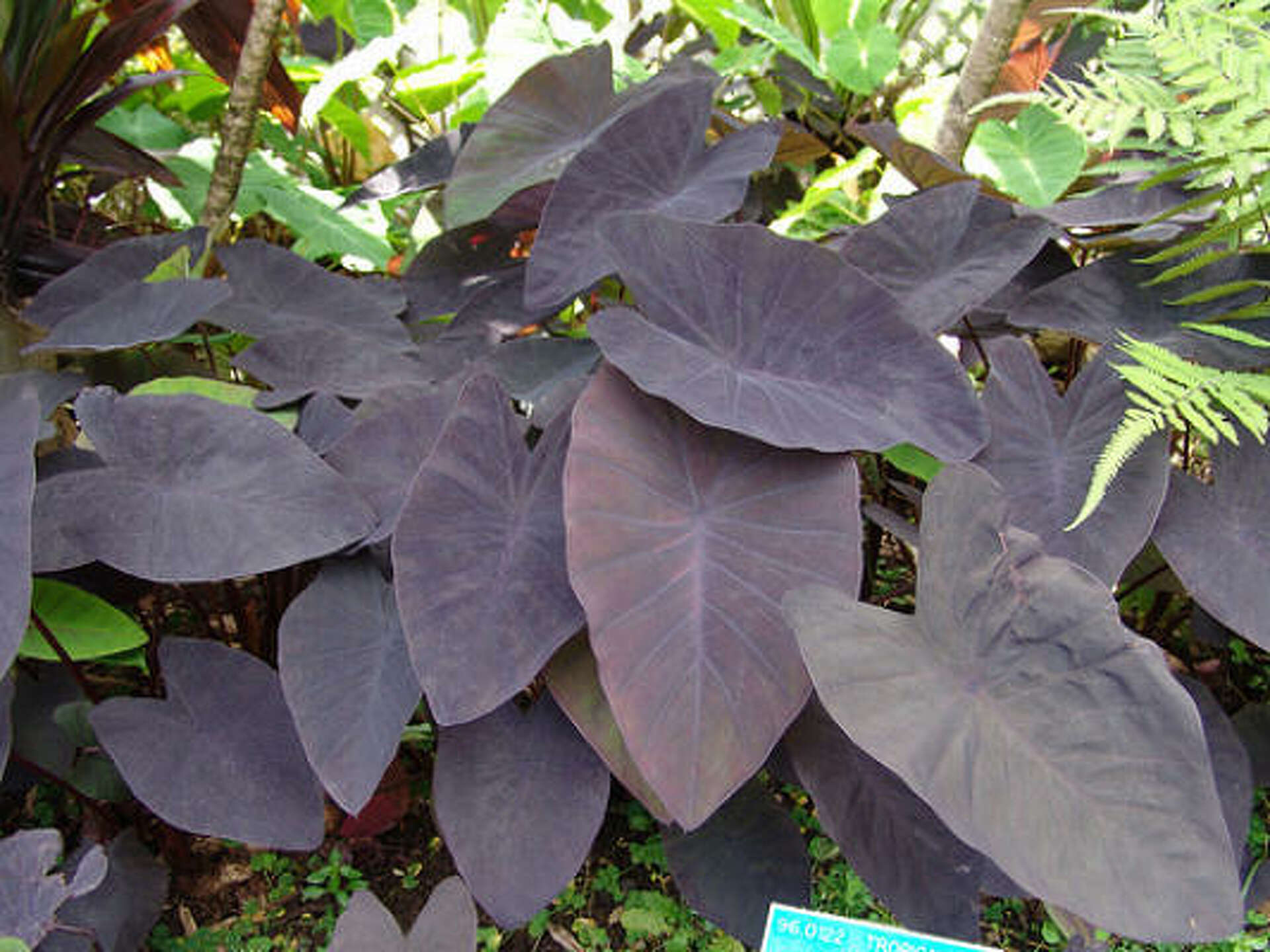 Freeze damage: Elephant ears, Mexican heather