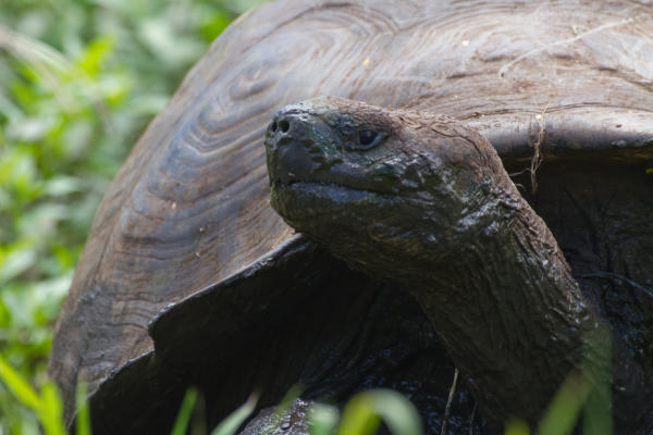 Voyage through the Galapagos Islands