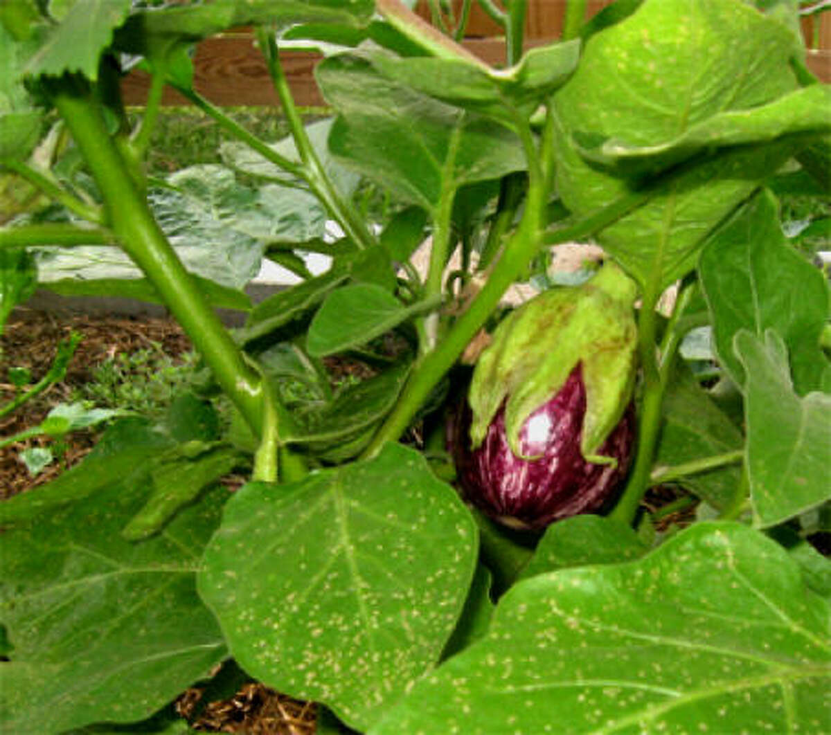Houston spring vegetable guide