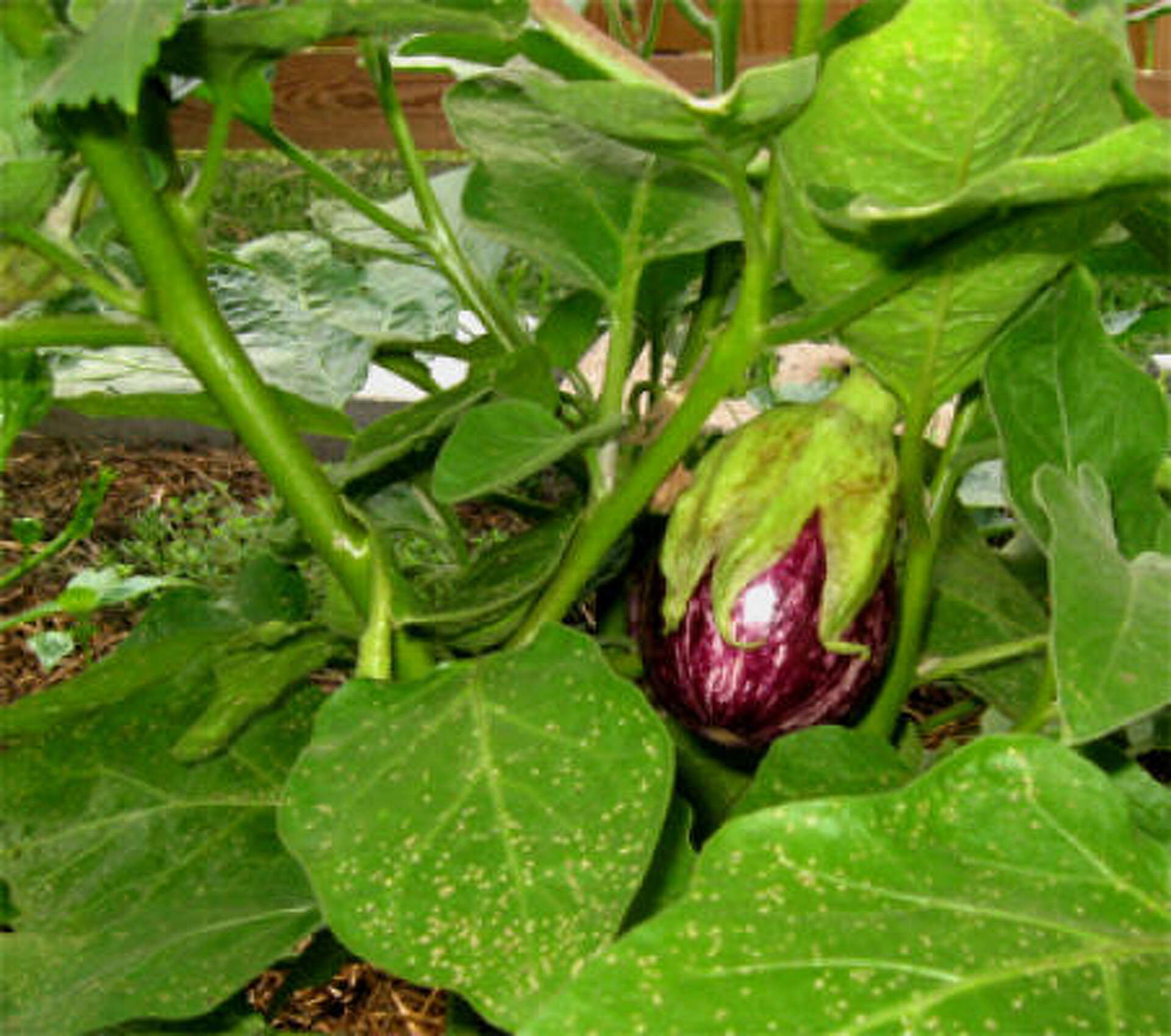 Houston spring vegetable guide