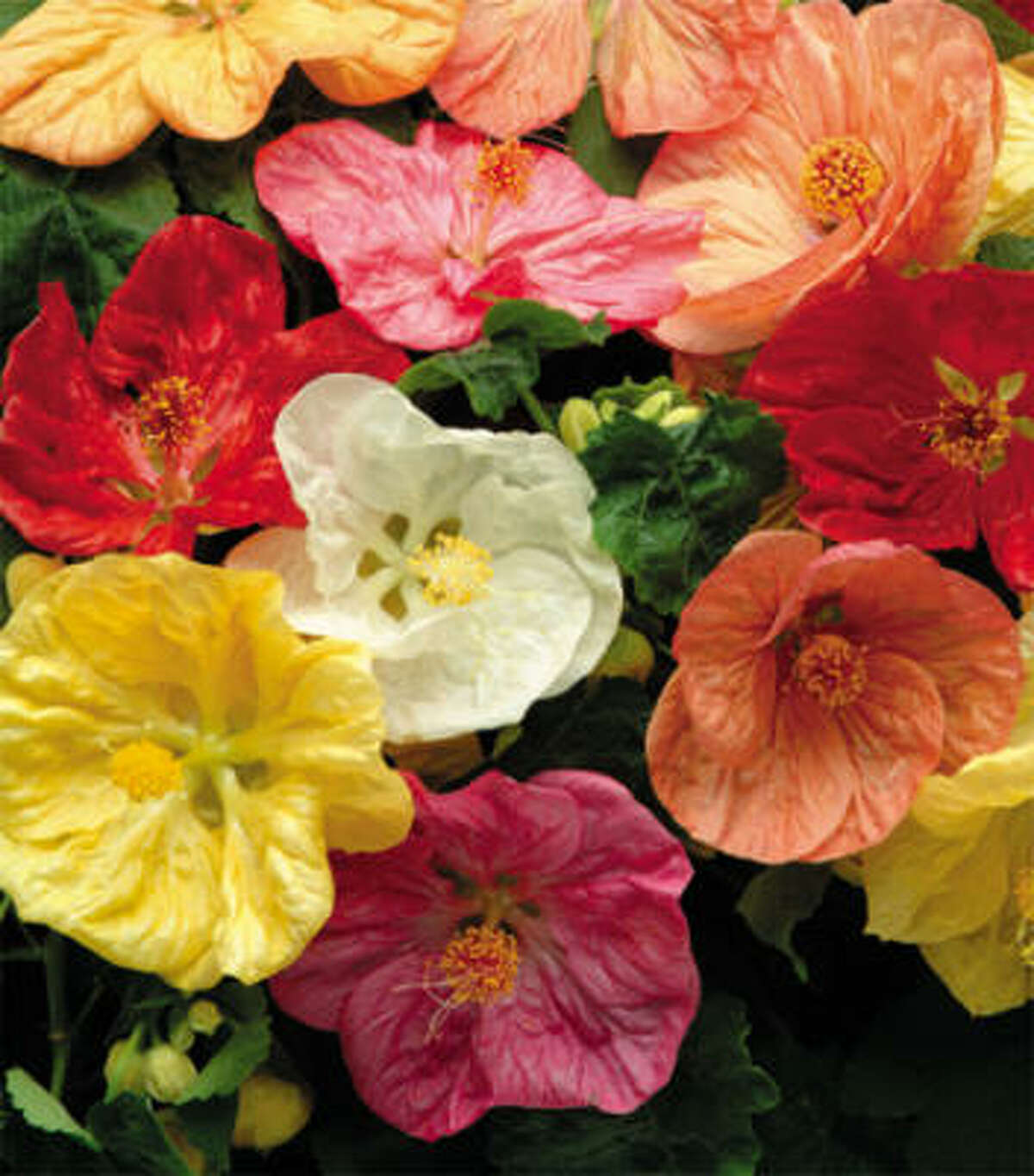 Plant of the month Flowering maple