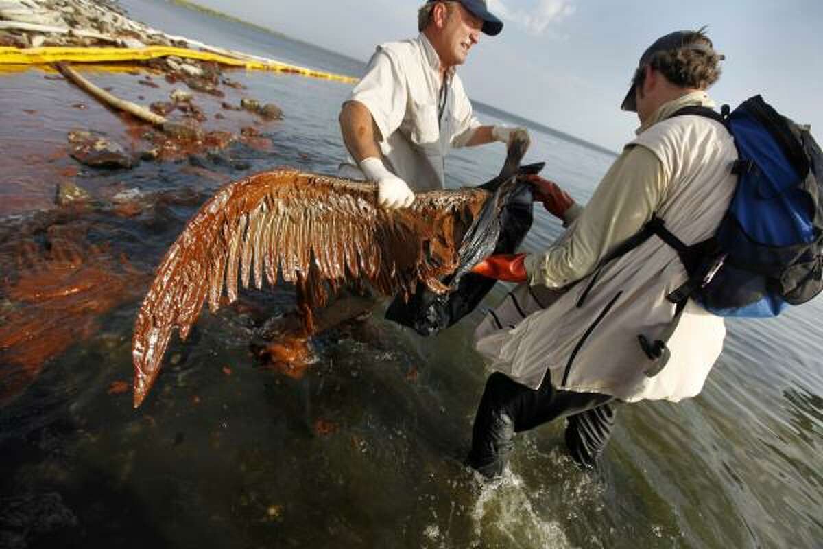 Plaquemines Parish coastal zone director P.J. Hahn lifts an oil-covered pelican that was stuck in oil at Queen Bess Island in Barataria Bay, just off the Gulf of Mexico in Plaquemines Parish, La., on Saturday.
