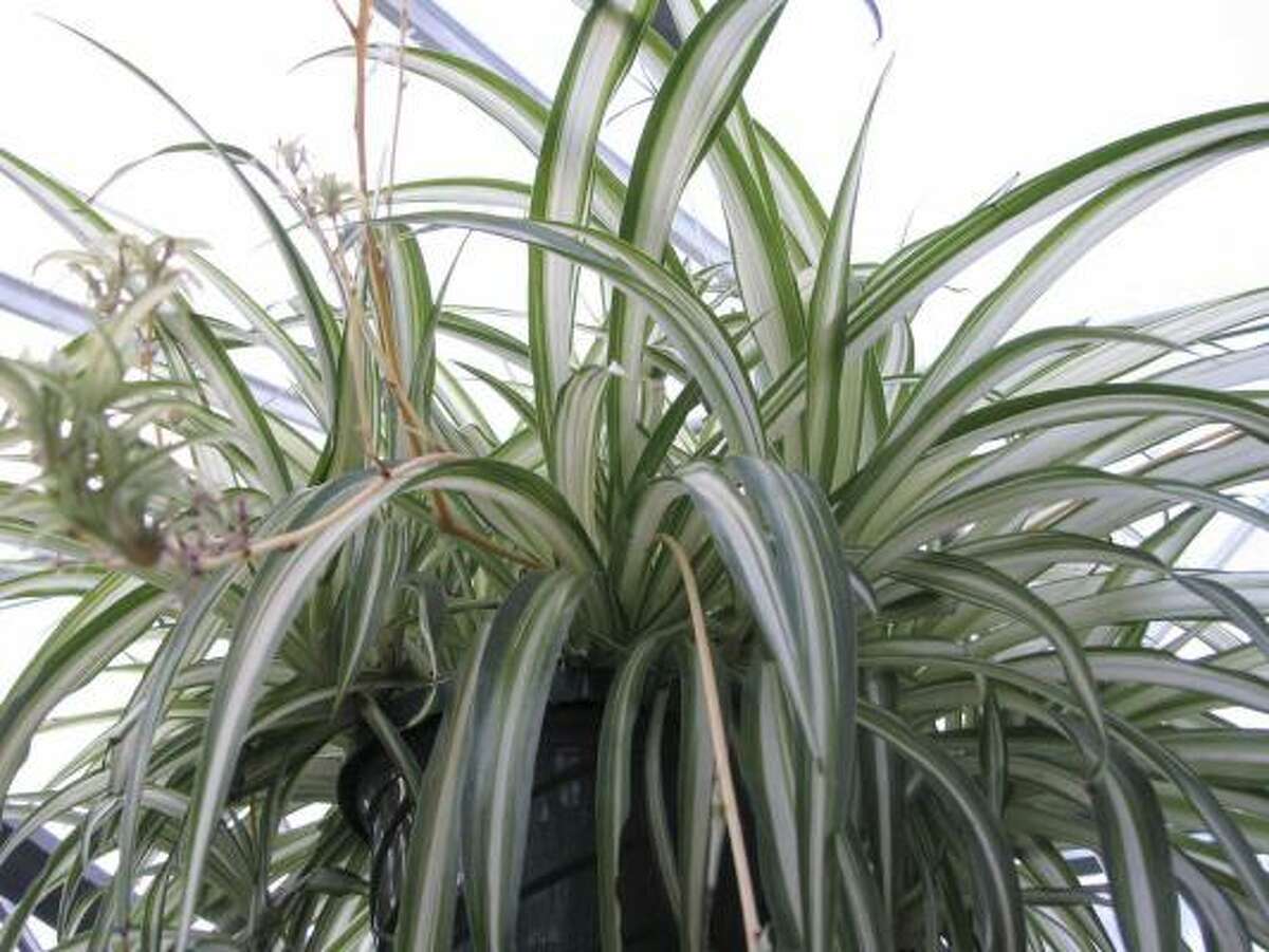 Does misting help house plants?