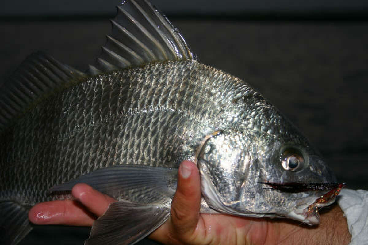 Black drum taken on a fly at Port O'Connor.