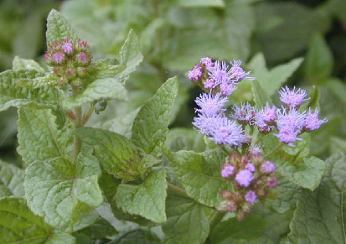 Houston Can I grow wildflowers in a container?