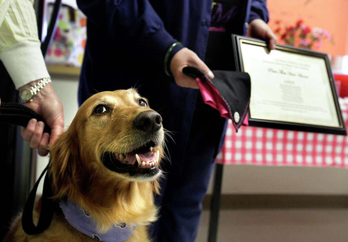 Cindy, a golden retriever, and her owner/handler Suzanne Stanley, were surprised when the Neonatal Intermediate Care nursing staff of Christus Santa Rosa Children's Hospital made Cindy an honorary nurse.