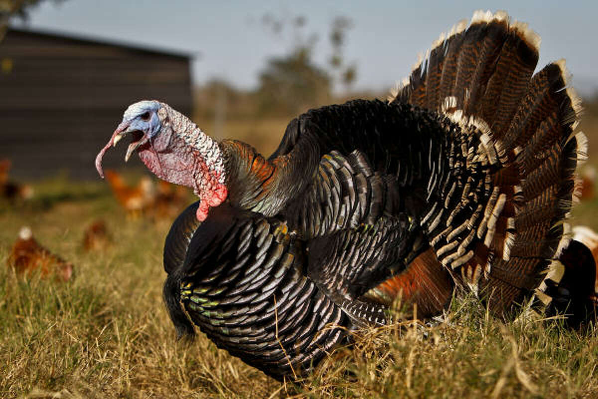 A Tom Narragansett natural free-range pasture raised turkey walks in his pen at Hibiscus Hill Plantation in Waller.
