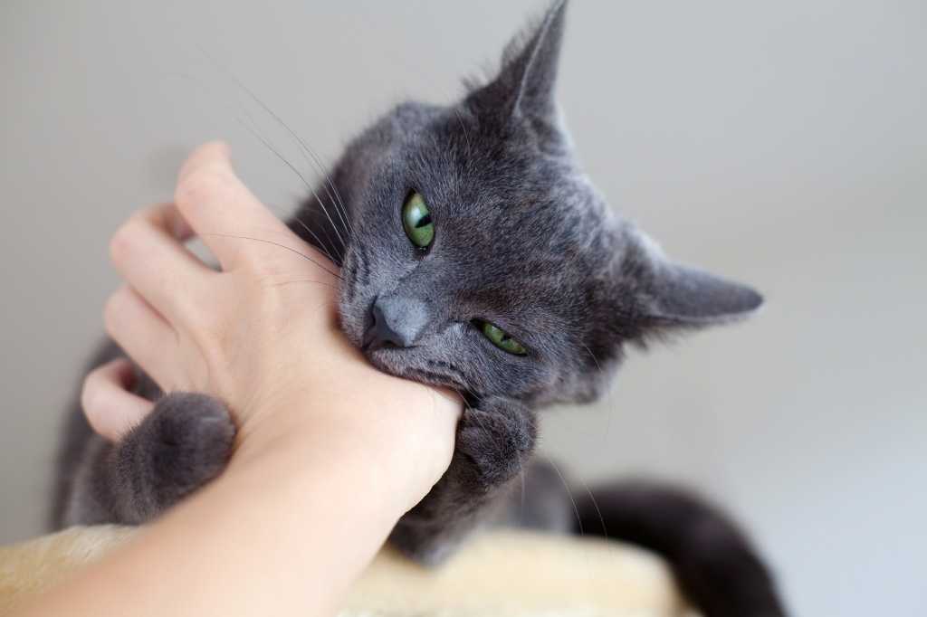 Ever Pussy Youngest Russian Blue - Biting cat may need a feline friend to play with