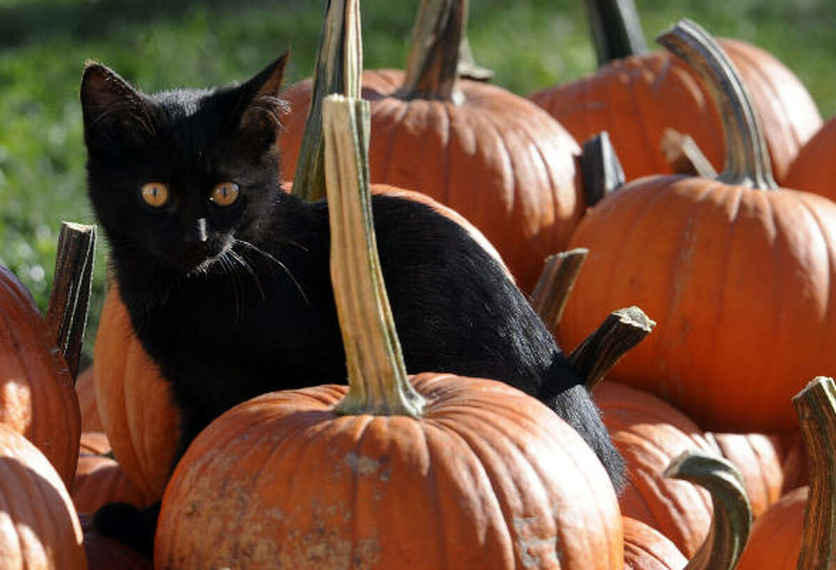 A black cat sits in a patch of pumpkins in Parker, S.D.