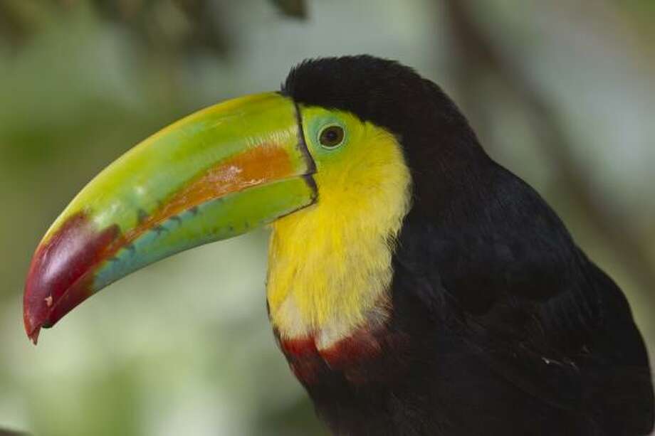 A close encounter with a Costa Rican toucan - Houston Chronicle