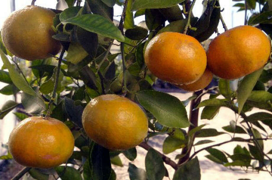 Citrus trees Houston Chronicle