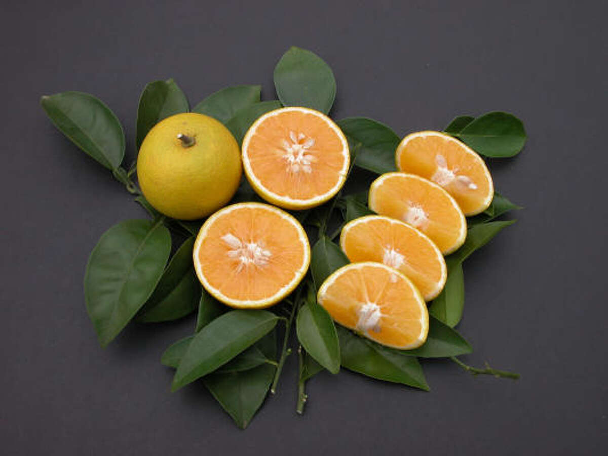 Citrus trees